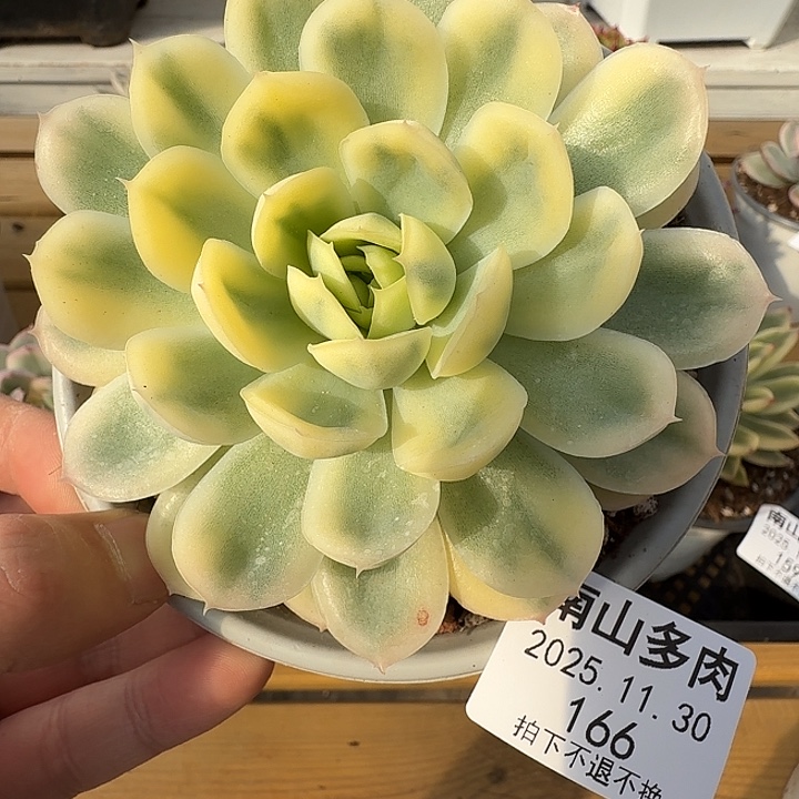 草莓冰锦1111130-166