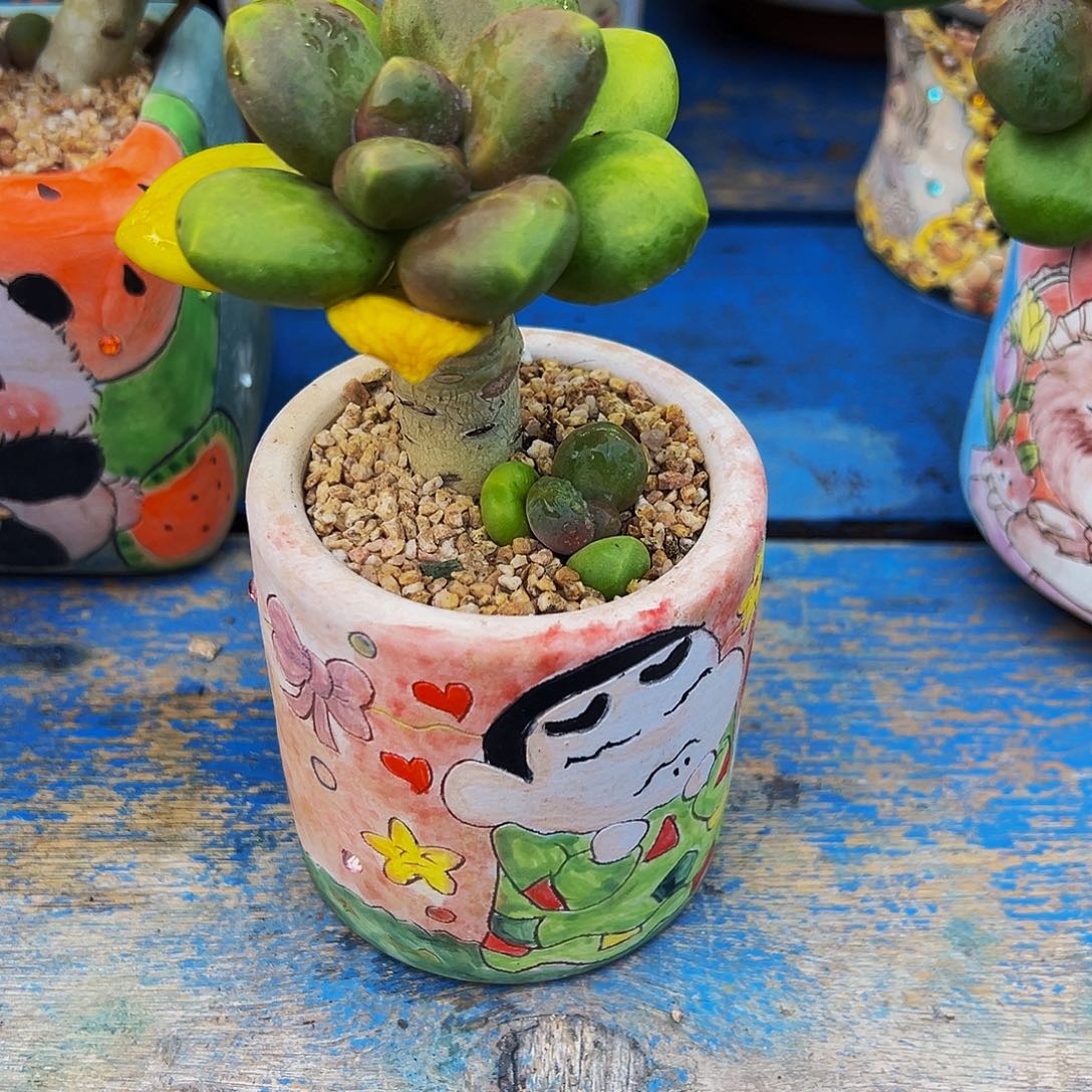 运***乐芒果奶多肉植物一颗带盆