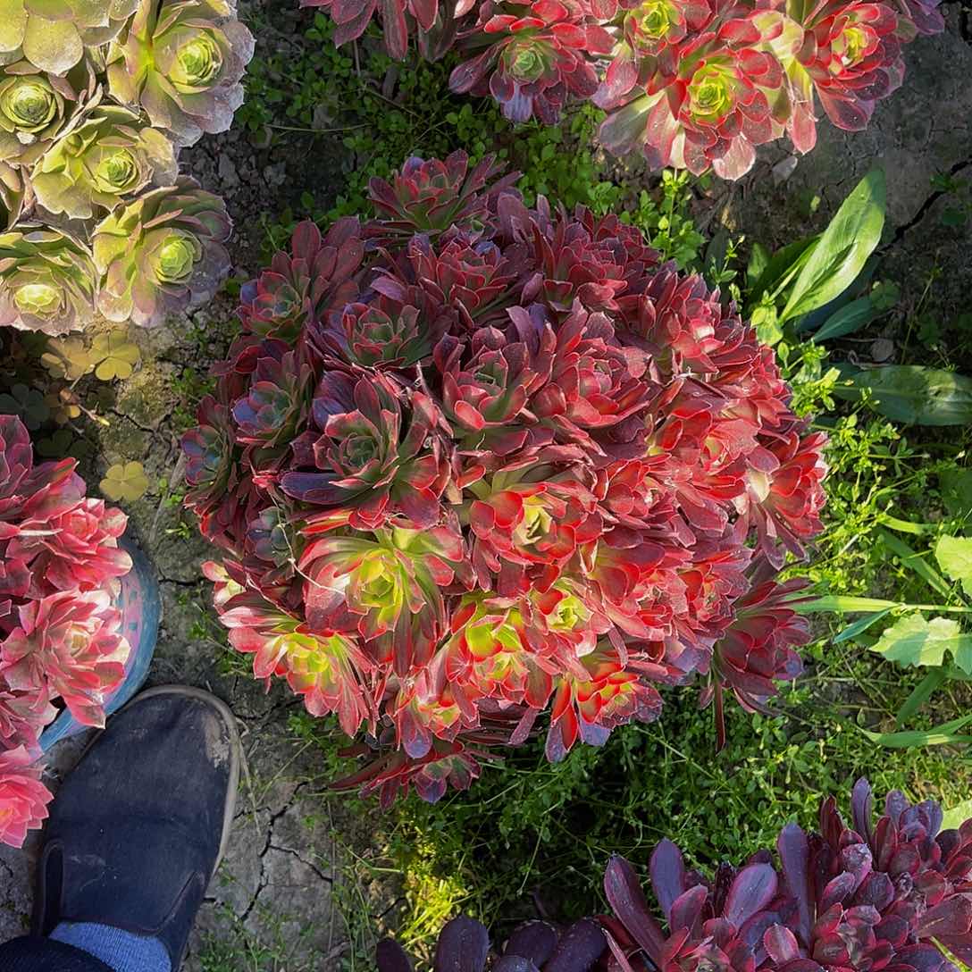 安娜法师朵朵3-18