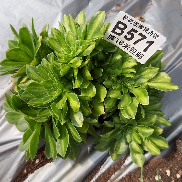 多肉法师琉璃缀化