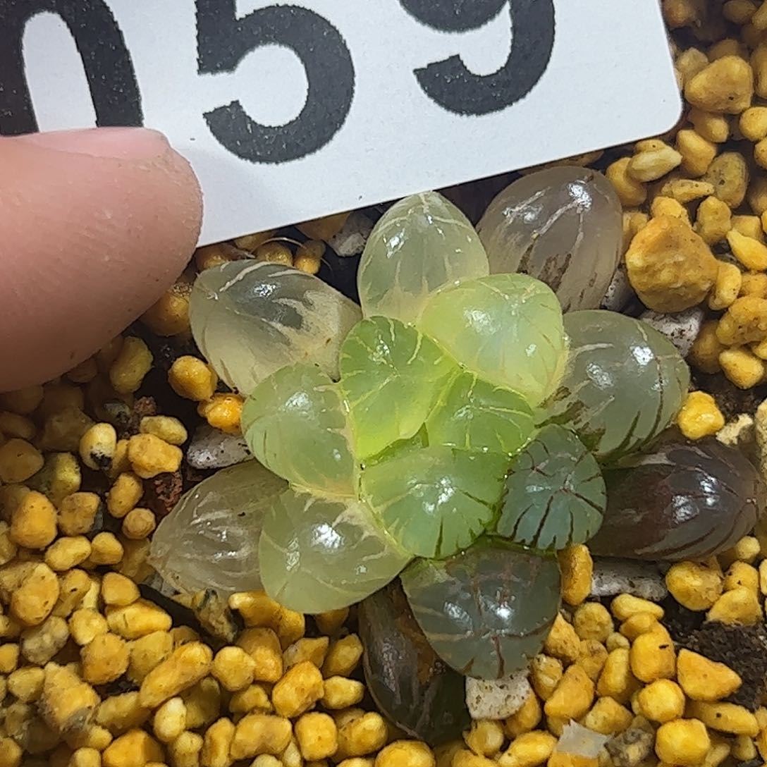 糯姬糊斑十二卷多肉植物