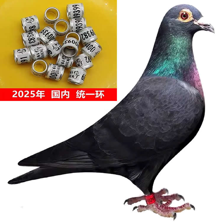 信鸽成绩鸽信鸽足环