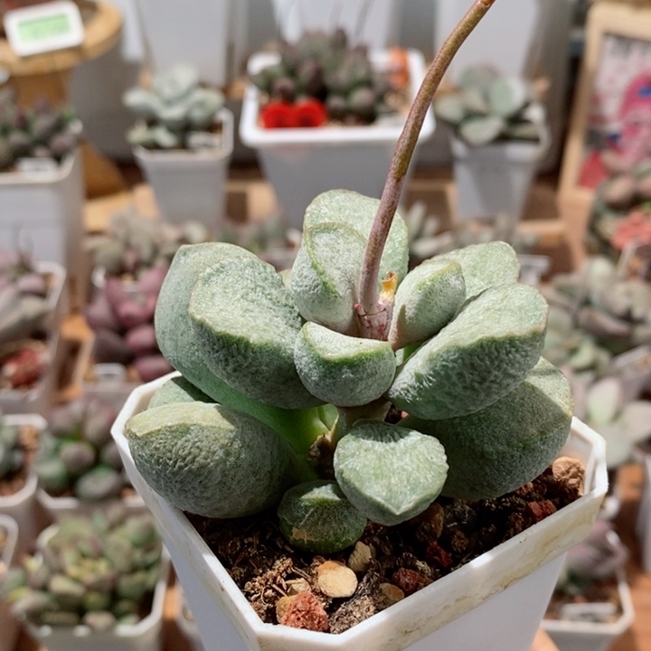 老桩子绿磨砂蛋水泡多肉植物