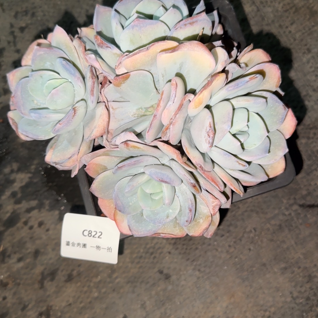 云***。C822奶茶5头       