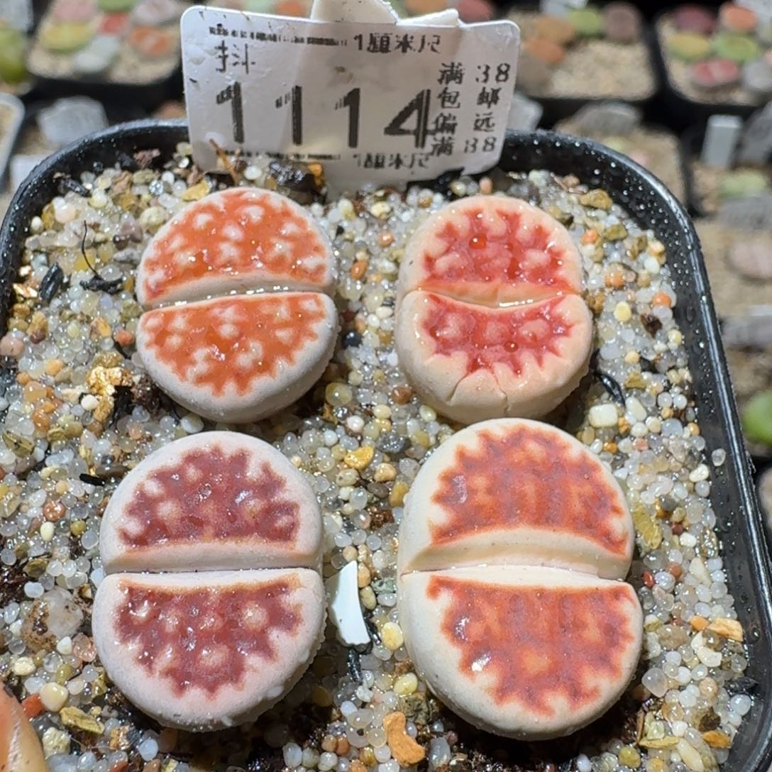 Sss精选优质石头1114