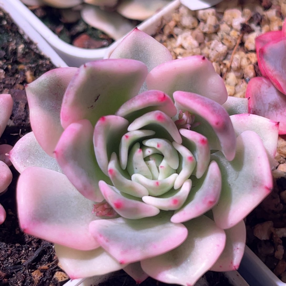 小*多肉特价吉尔巴玫瑰头盖7062