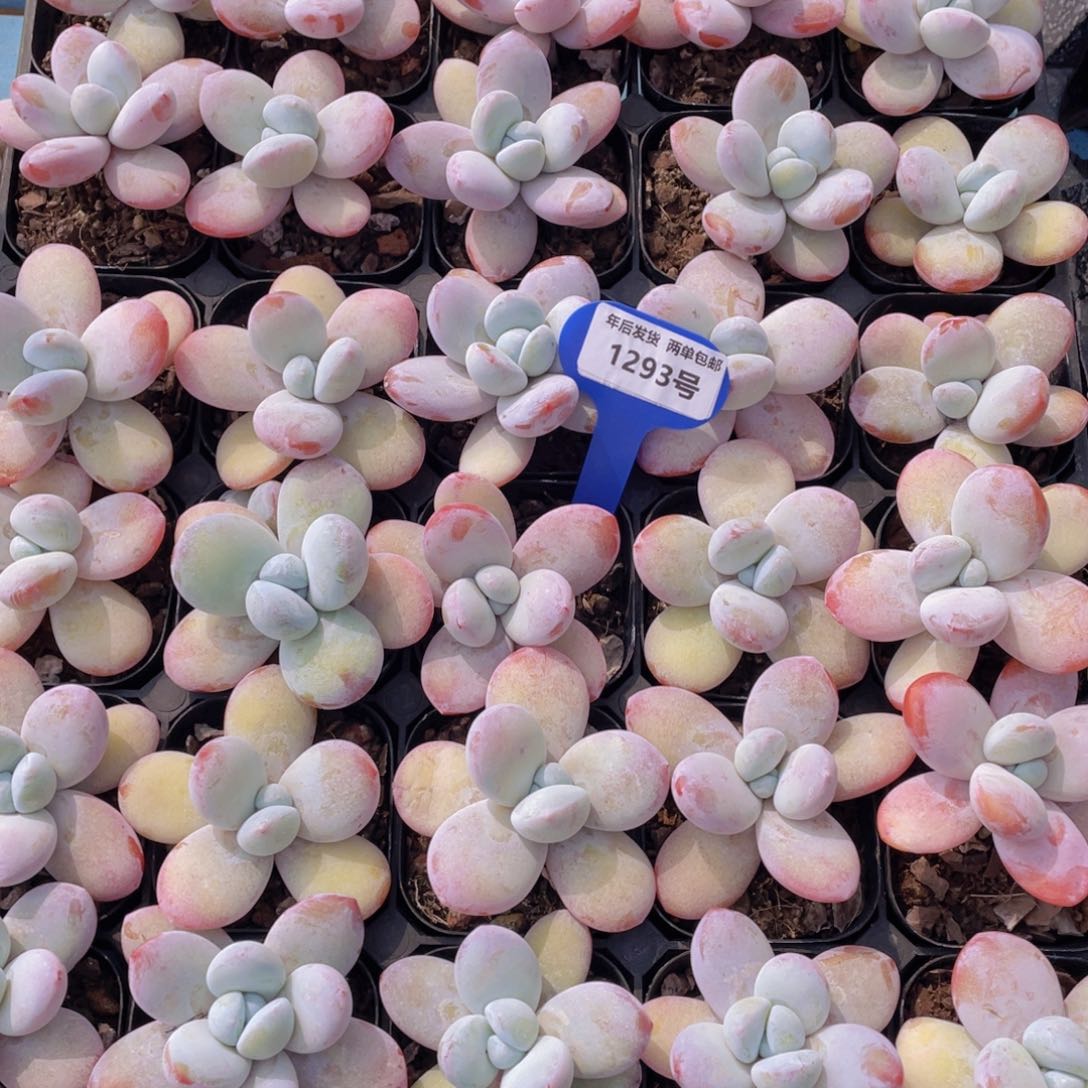 1293号雪美人带腿一个