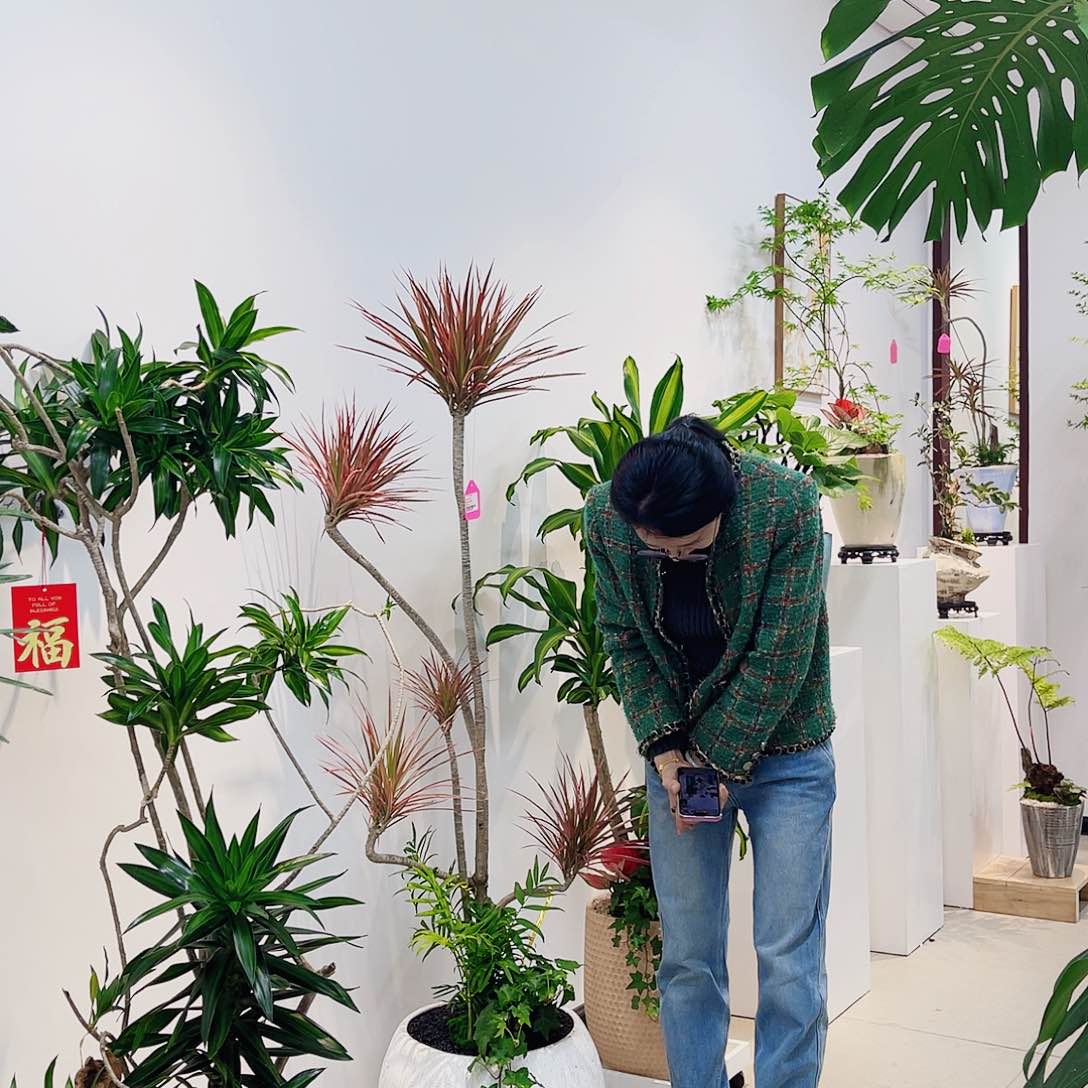 高端绿植一物一拍