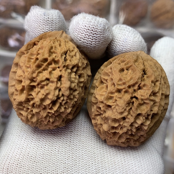 核桃39尺帝龙砂14号