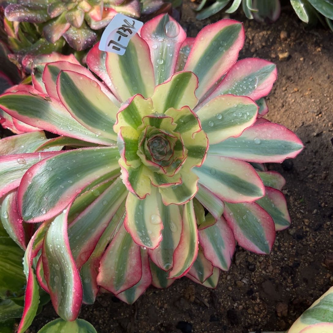 134爱丽丝原始种多肉系