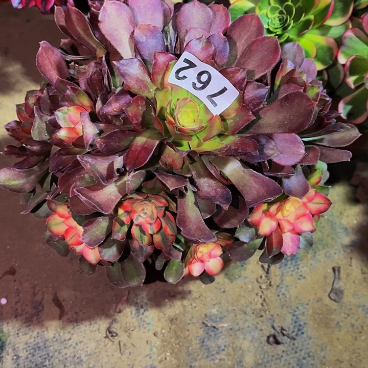 762香妃多肉植物处理不售后