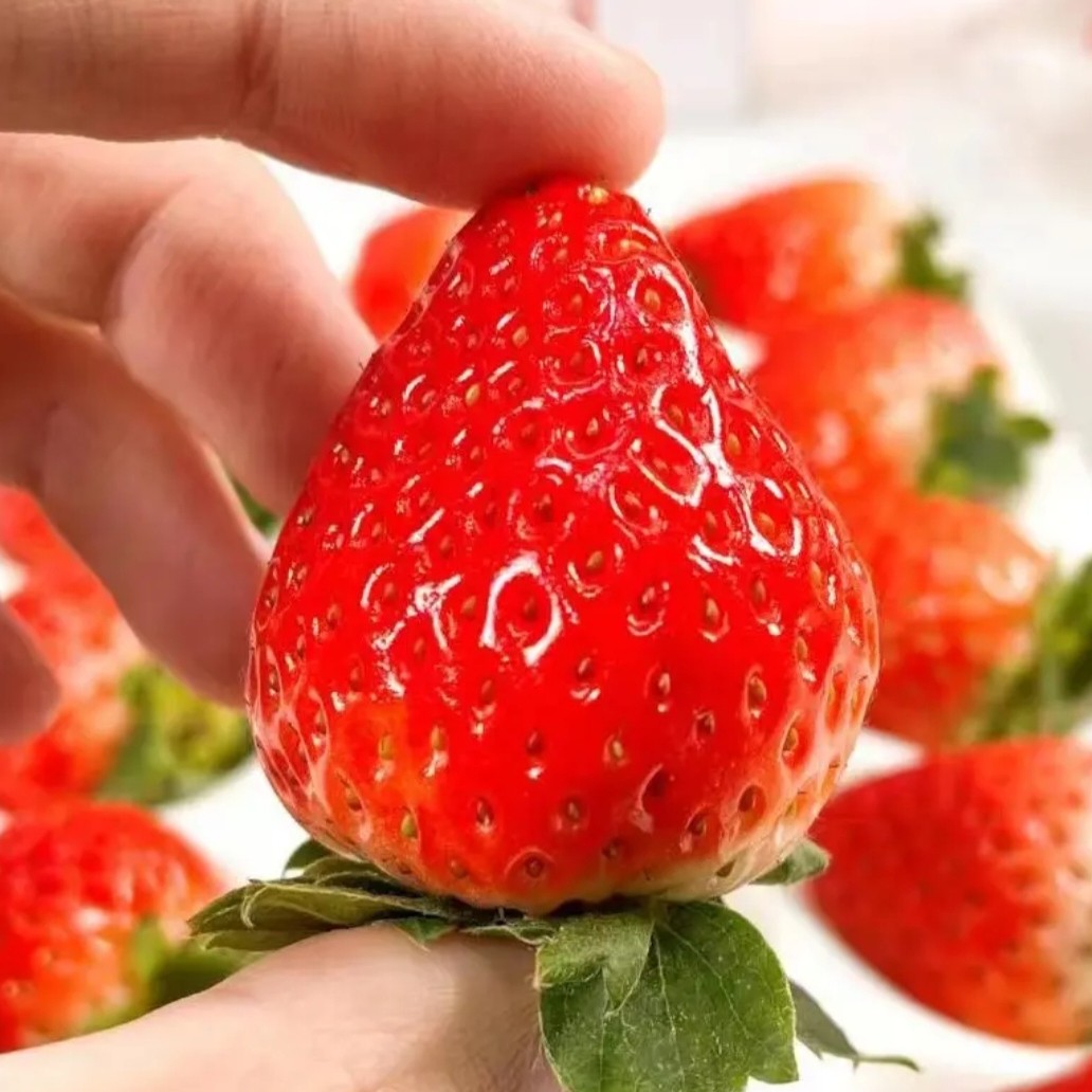 盆栽带花带果带盆带土四季可养易活阳台种植苗