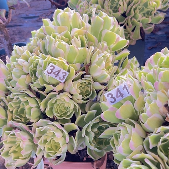 @***心多肉植物两个粉玲珑