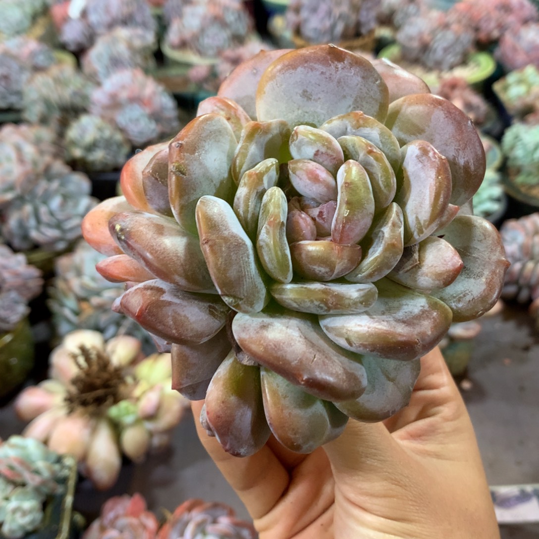 哈哈哈哈哈哈哈哈哈