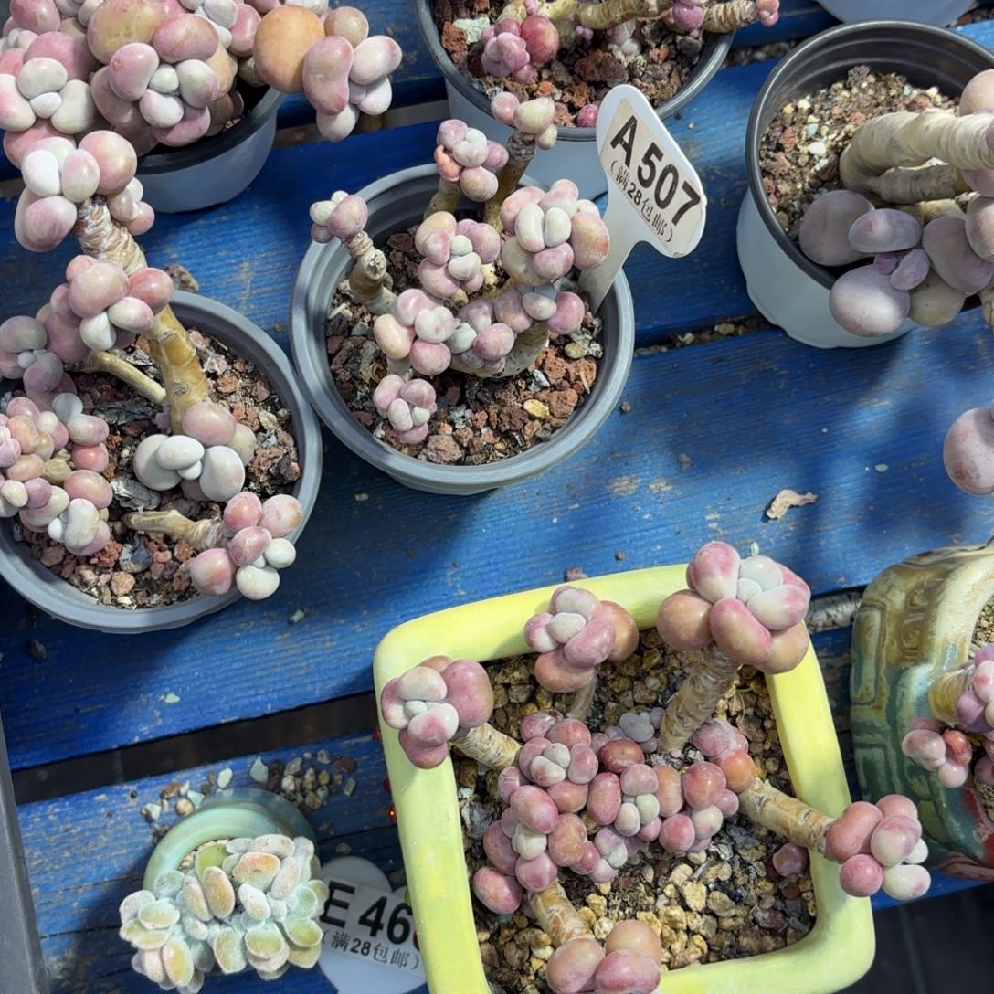 大***气A507腰子蛋一物一拍