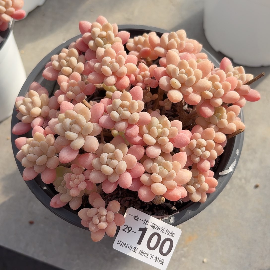 鱼子酱无盆土发货无