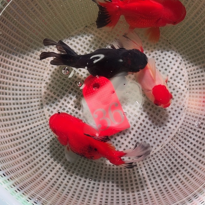 金鱼36号尺寸8-11区间