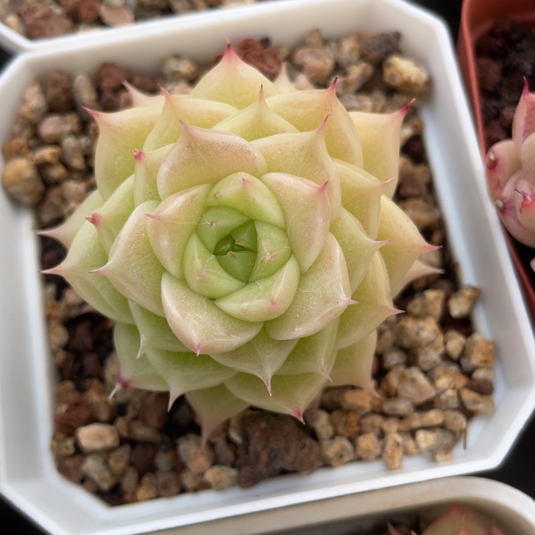 优选麦秆福利2153