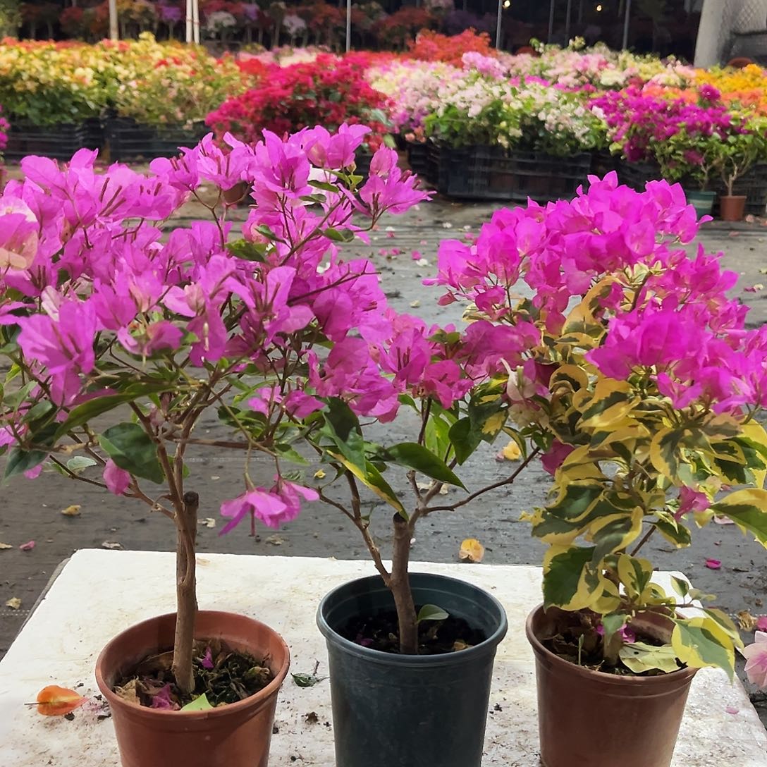 大部分花苞少量开放章红英，金心双色，金边宫粉