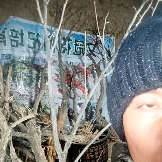 只***心完全开放文冠树一颗