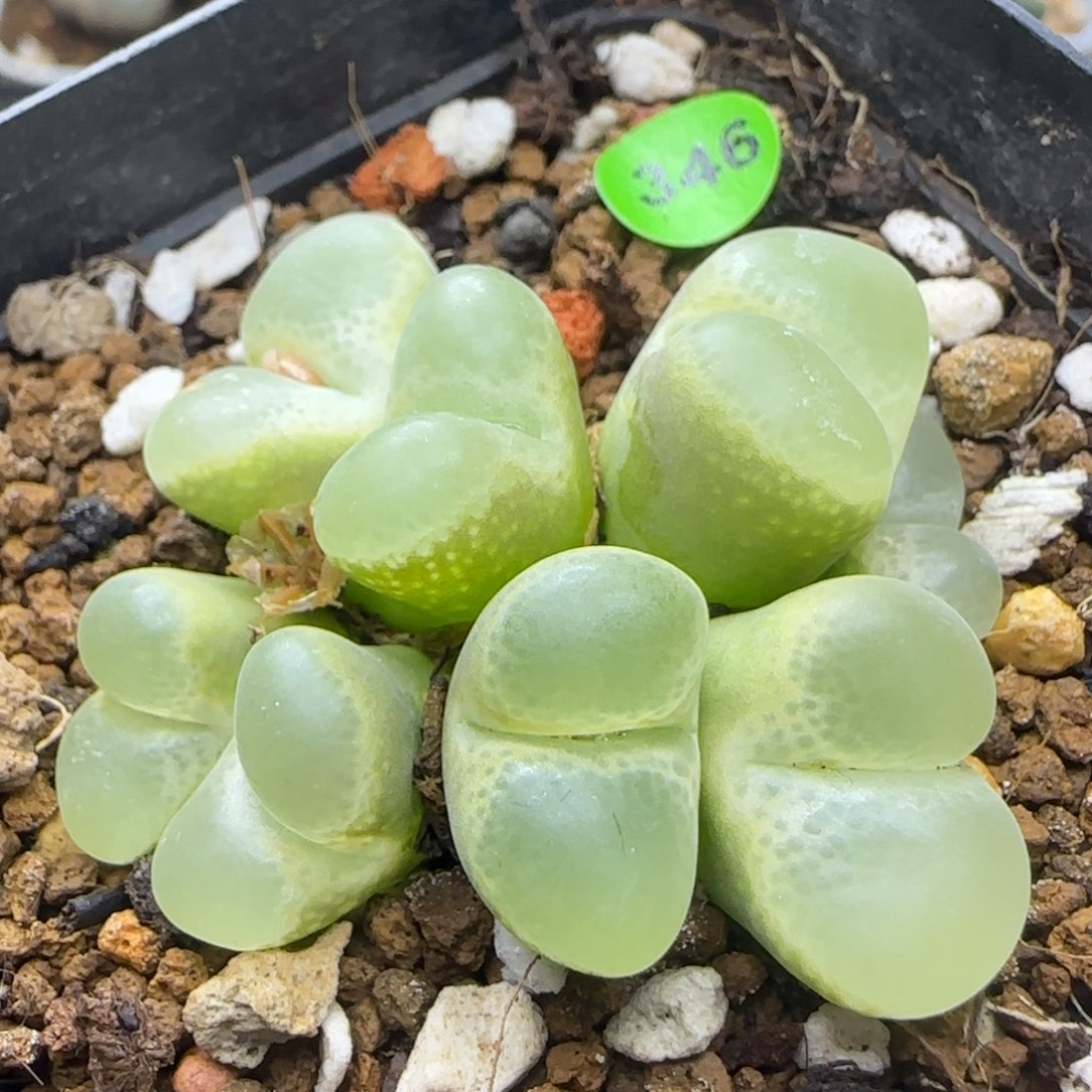 风铃群多肉植物346