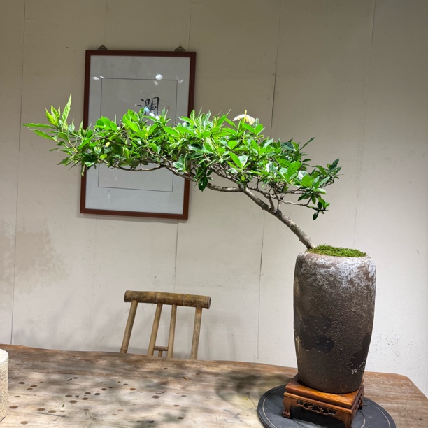 海岛栀子花精品老桩灵动飘枝适合室内外与茶空间装饰盆景