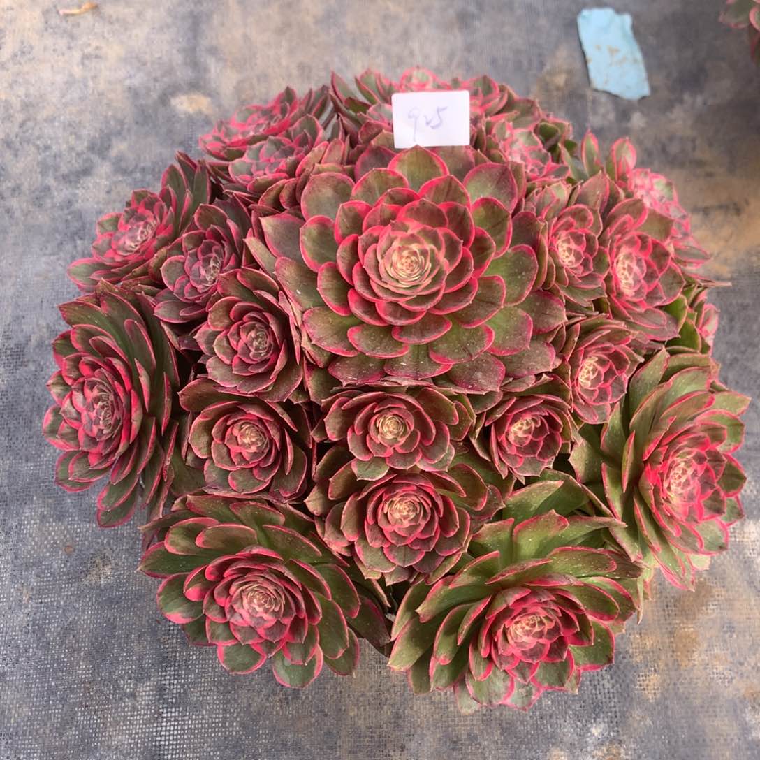 925号多肉法师粉花妖 夜宴大捧花