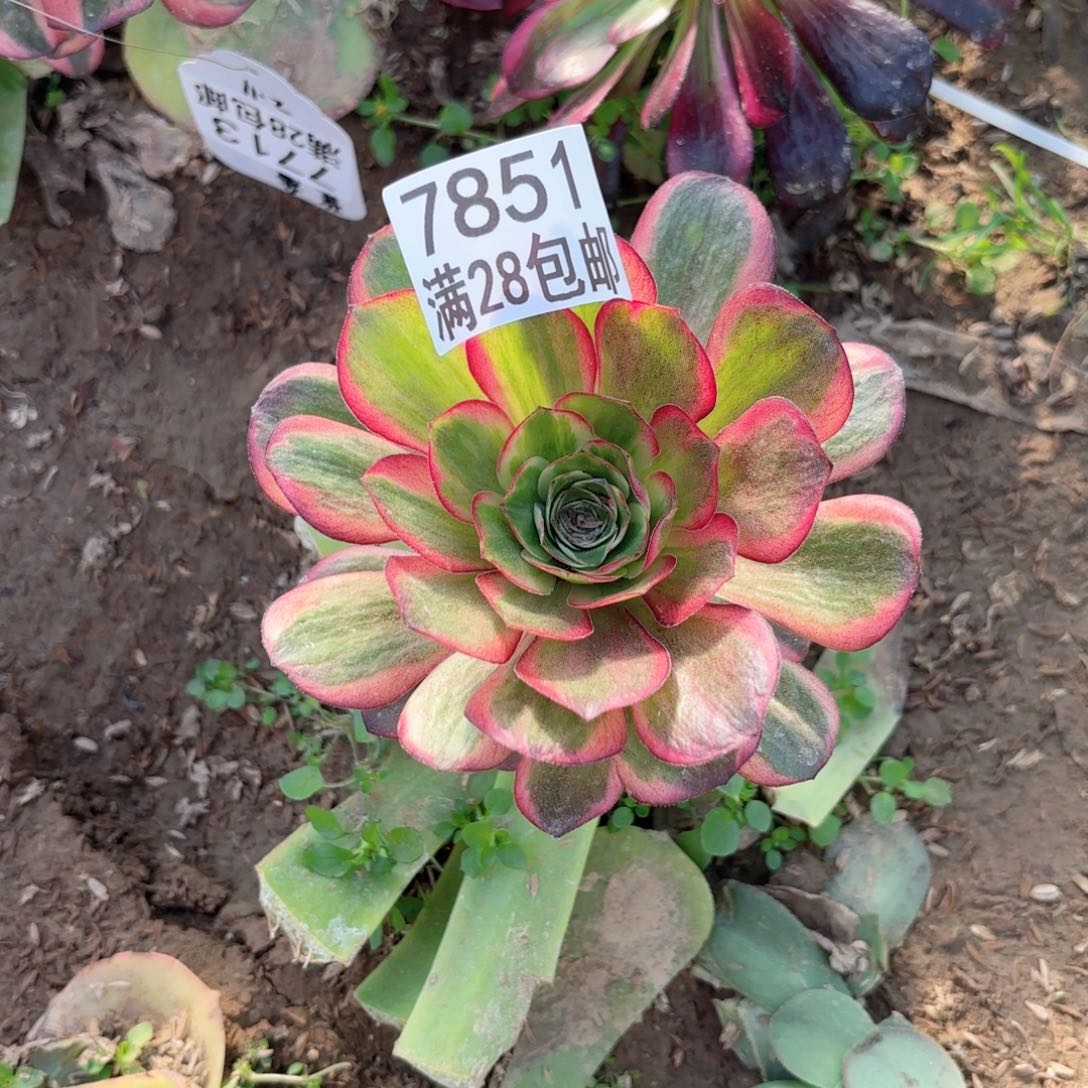 G. 7851有砍多肉