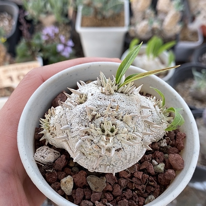 430须笑一一一一一一一一一