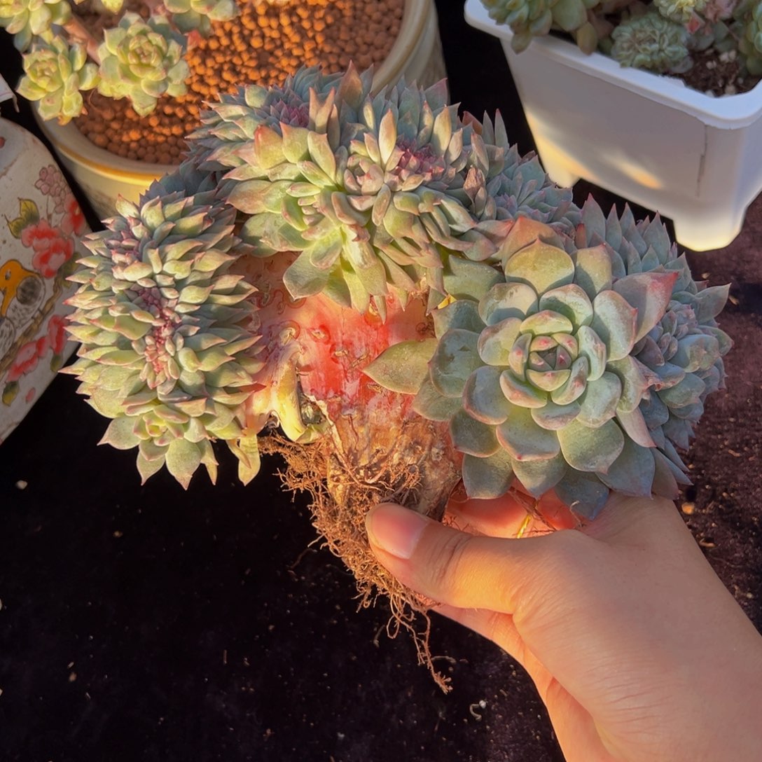 水蜜桃冰魄缀微瑕