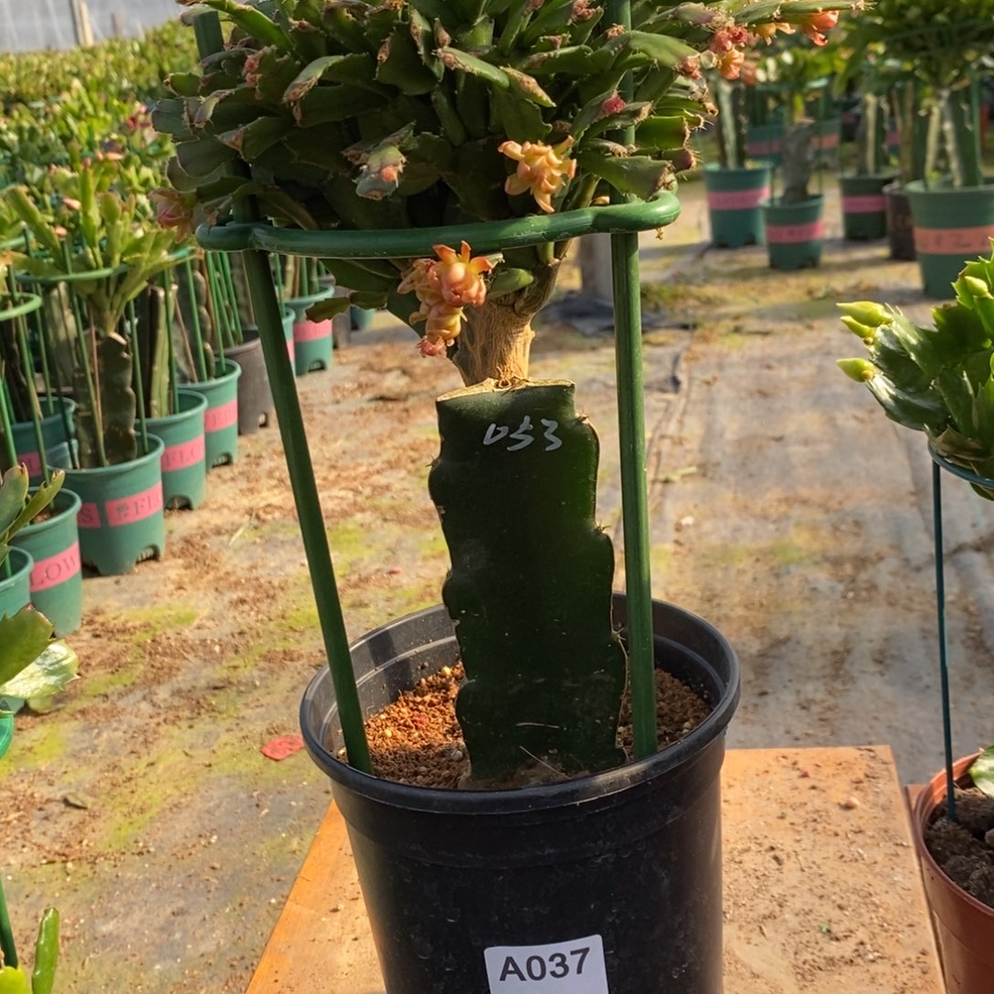 完全开放037嫁接053