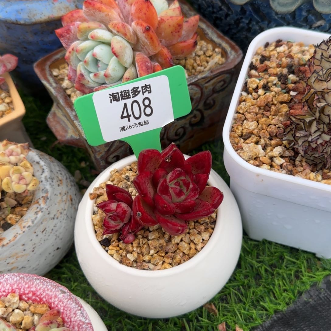 ?*?多肉植物红糖双头