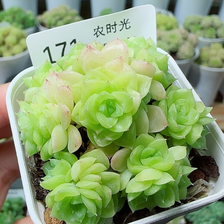 【闪购商品】0524-171优选麦杆