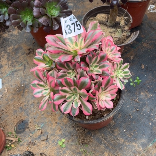 365女巫法师不包断枝