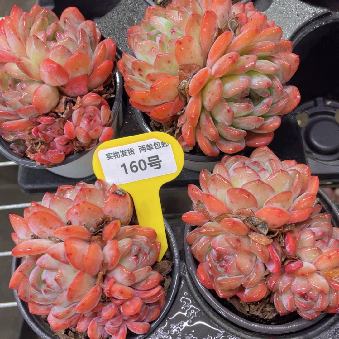 160号 全状态母本全明星多头群一个