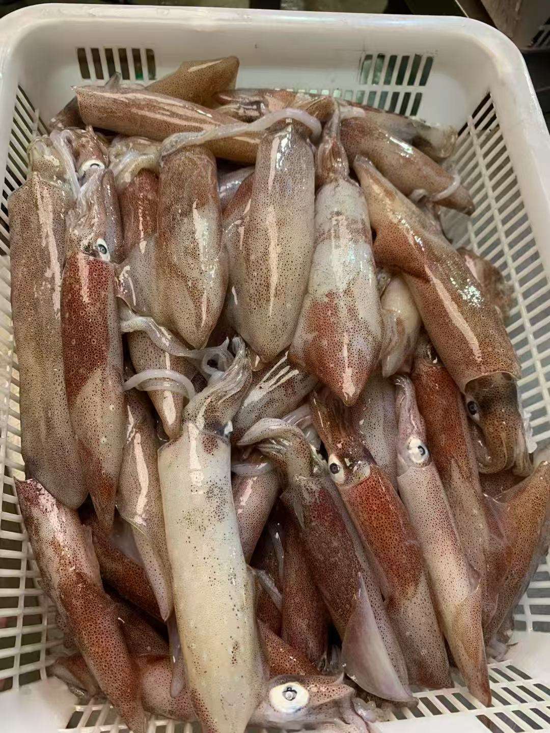 湛江手钓鱿鱼小号 不缩水包脆包甜 部分带籽火箭筒鱿鱼 顺丰发货