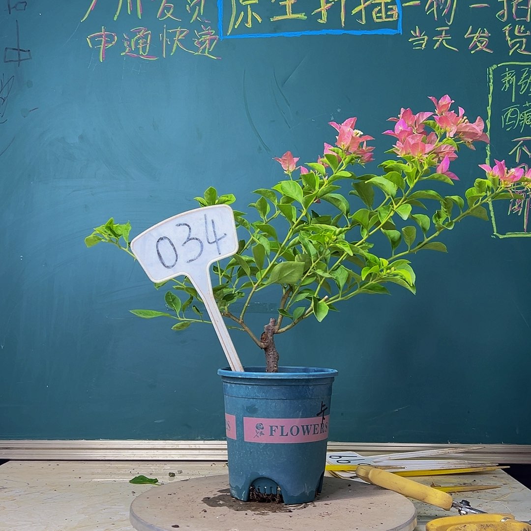 当前无花栽培后可以开花卡亚塔 034