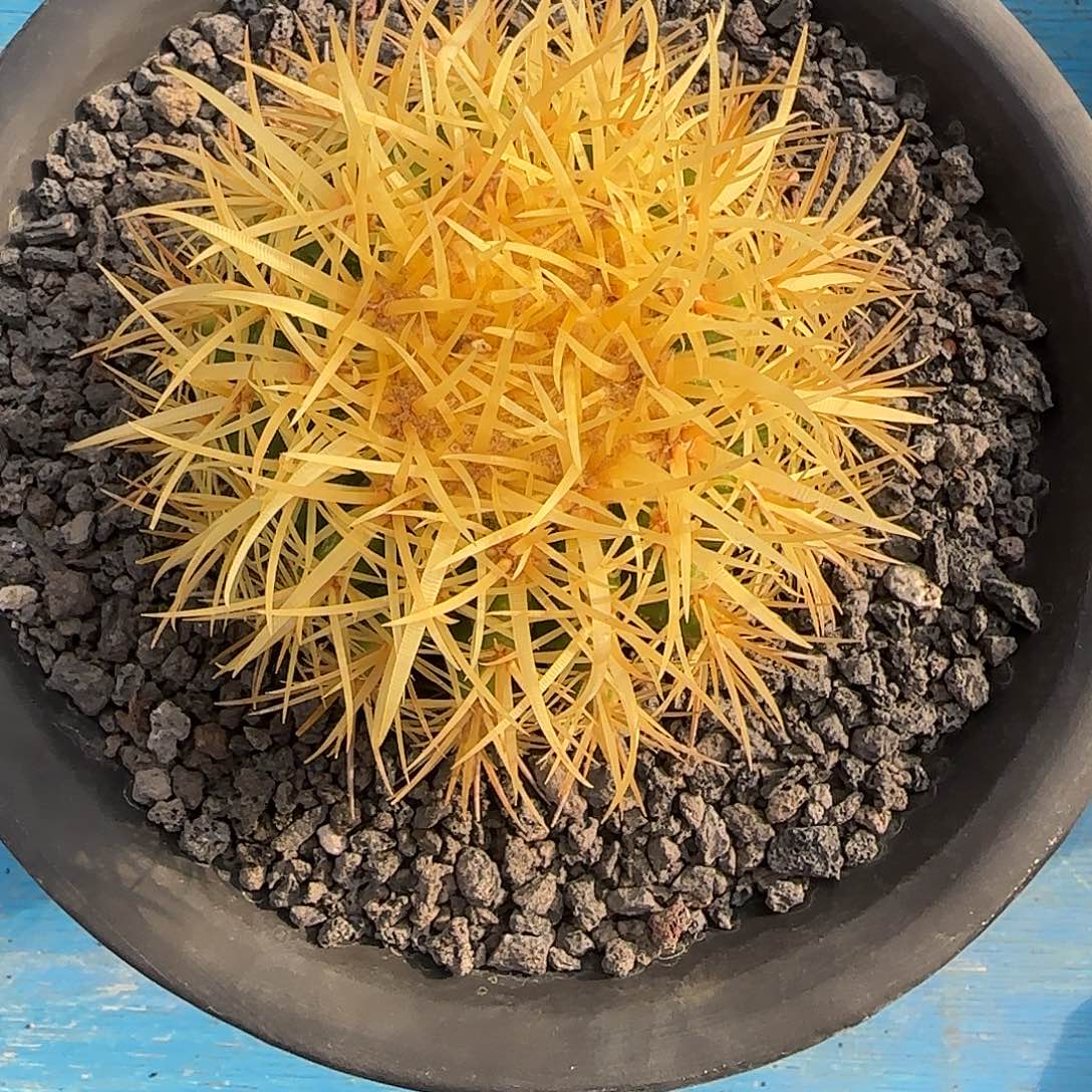 沙韵实生怒琥仙人球