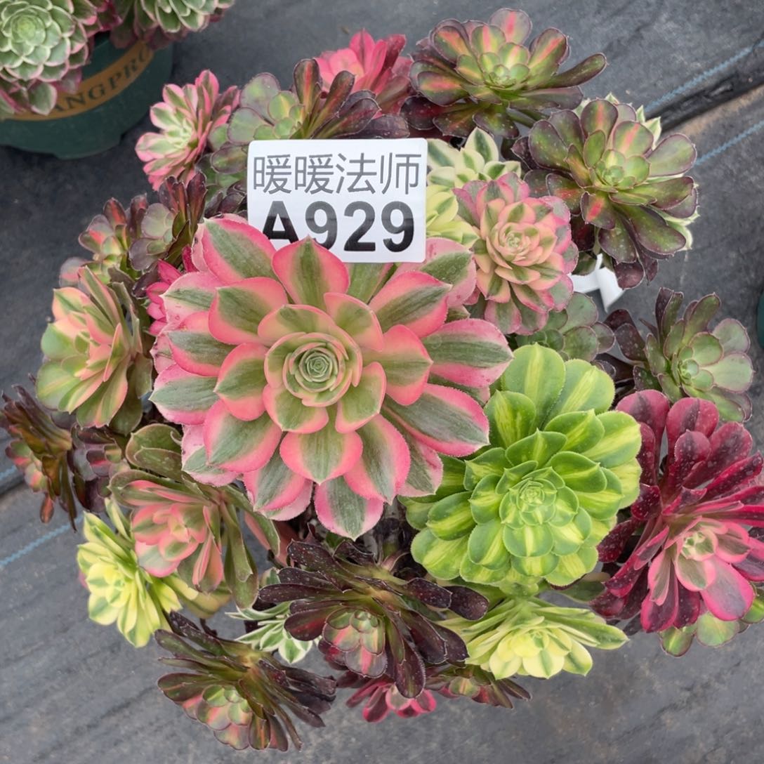 紫砂茶杯云****？929个vv不不不不不不不不