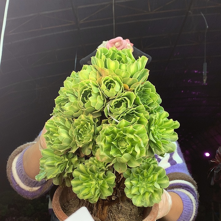 柒柒精品多肉脱土发货不包断侧枝S978