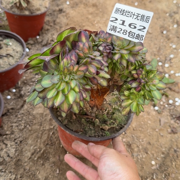 2162三号棚抹茶缀