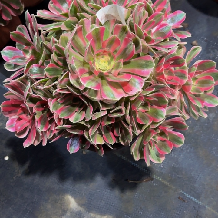 无花朵00000432女郎福利价