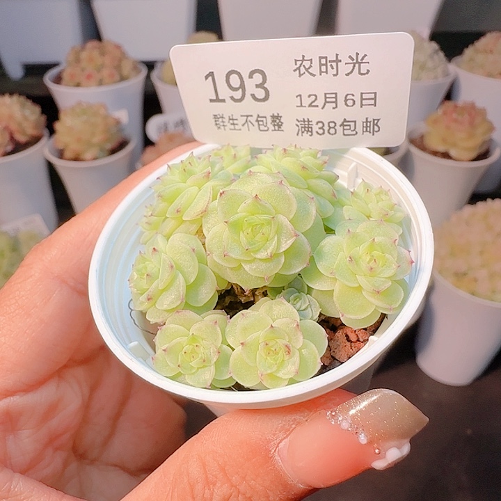 南***倾1206-193ht-41麦杆