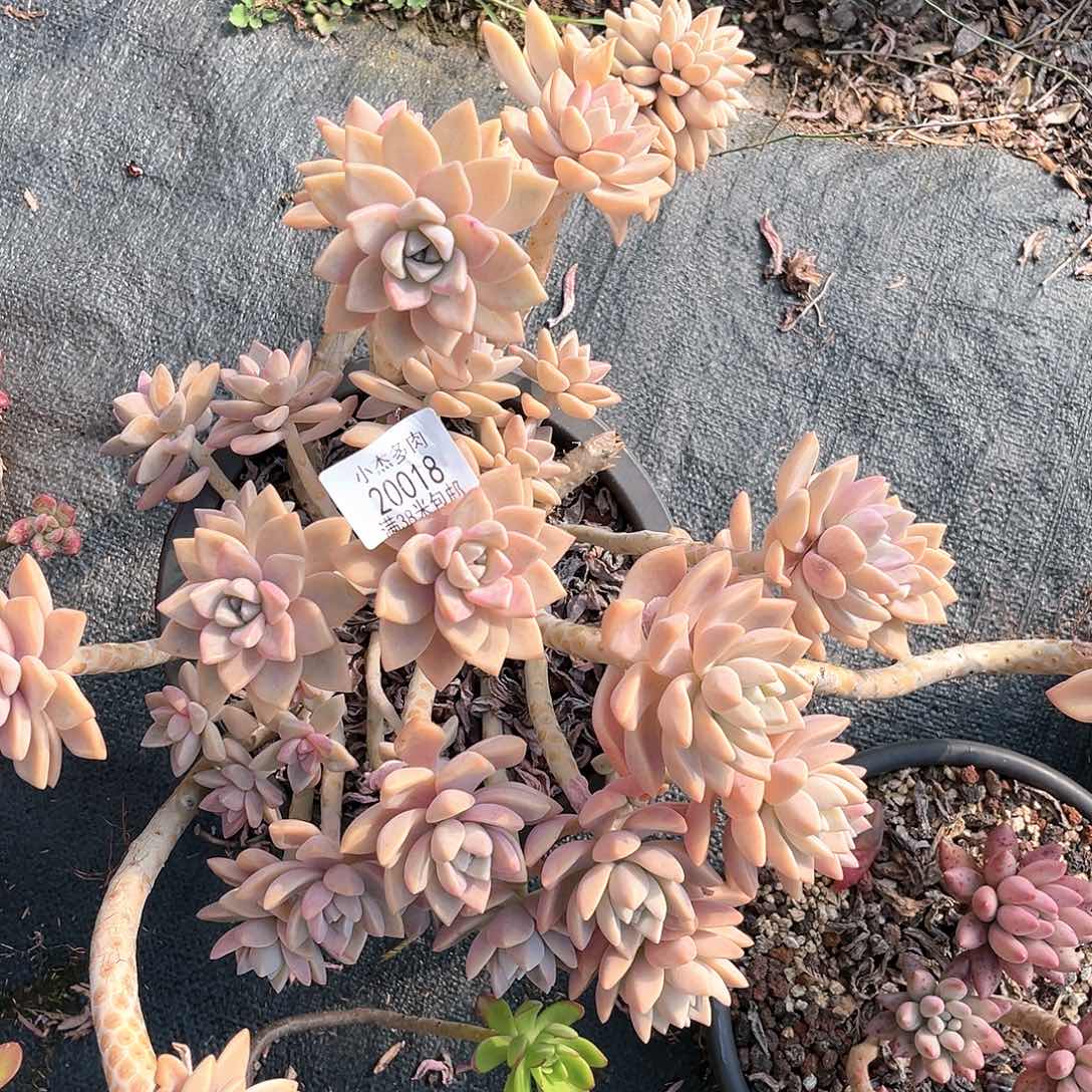 淡雪小群生20018