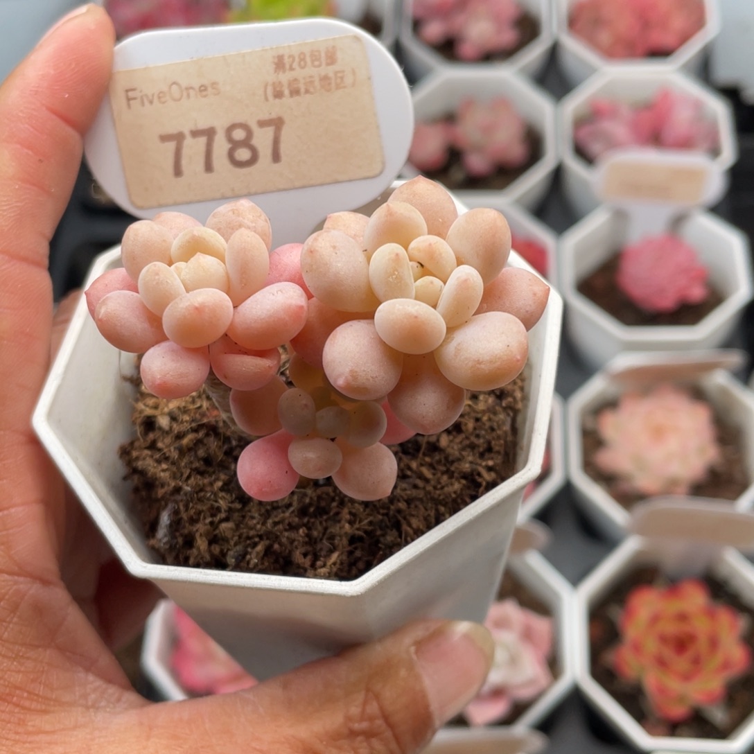 洛可可7787-4.0厘米