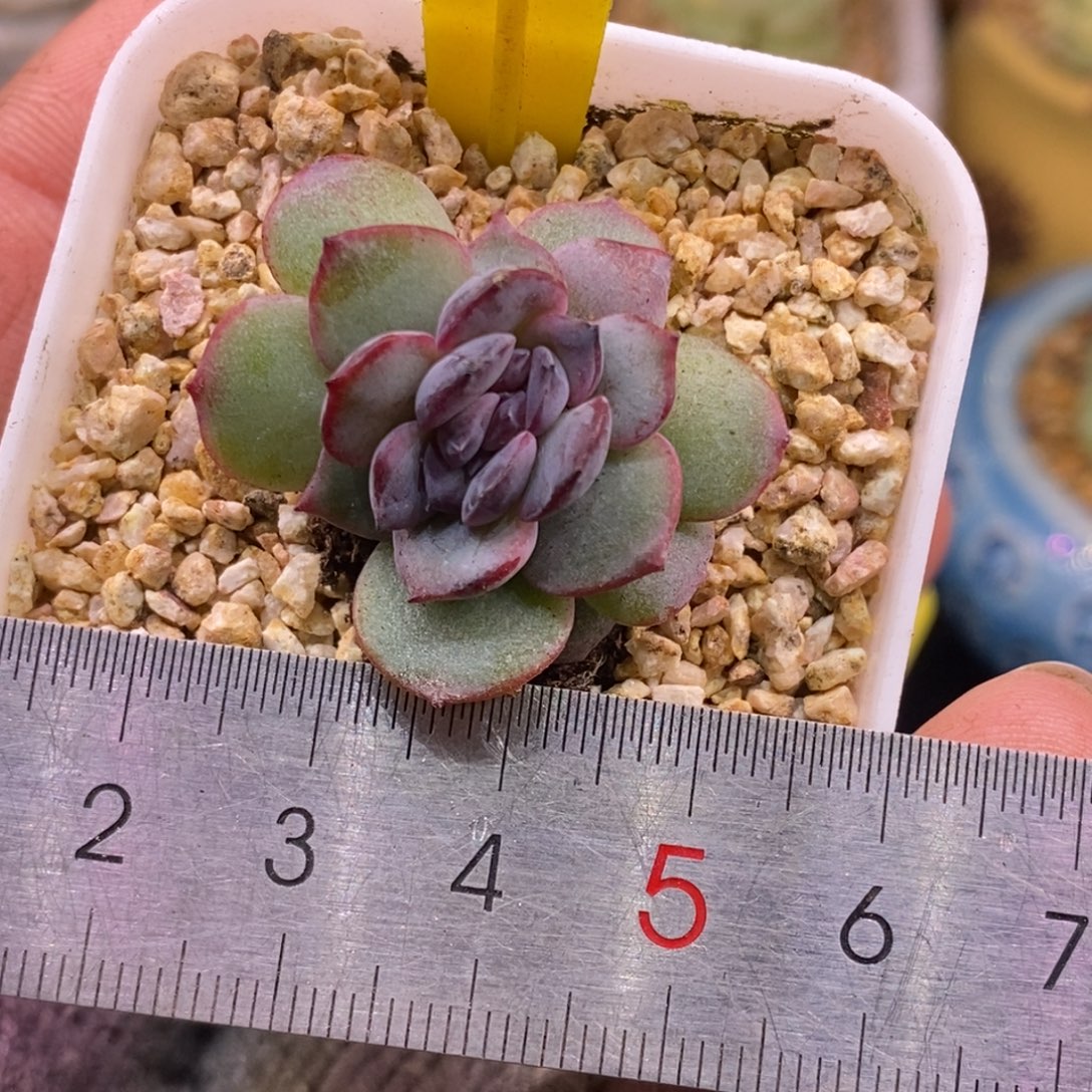 7135黑橙子缀多肉……