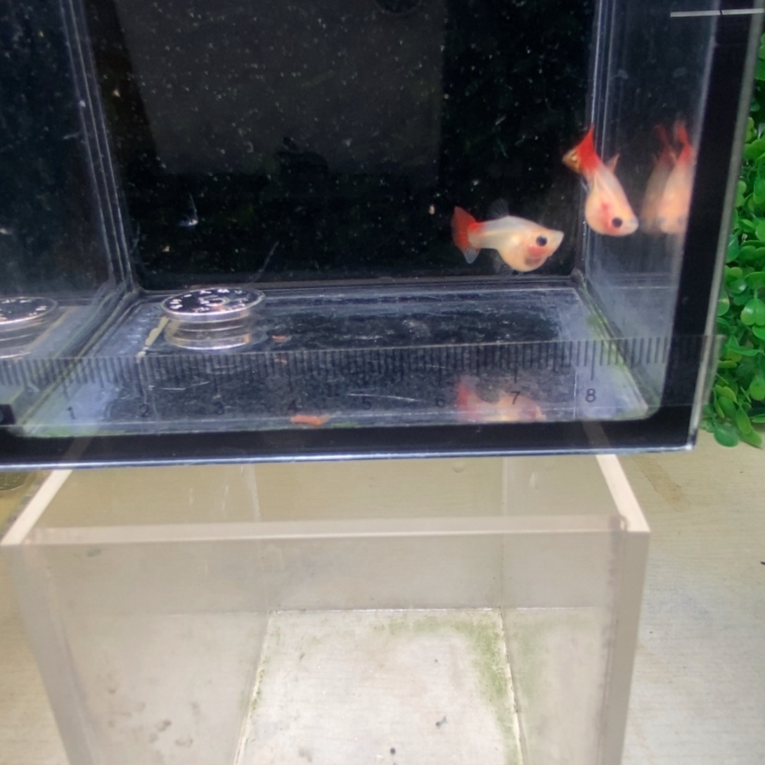 孔雀鱼银河琉璃玻璃猫短球体一对