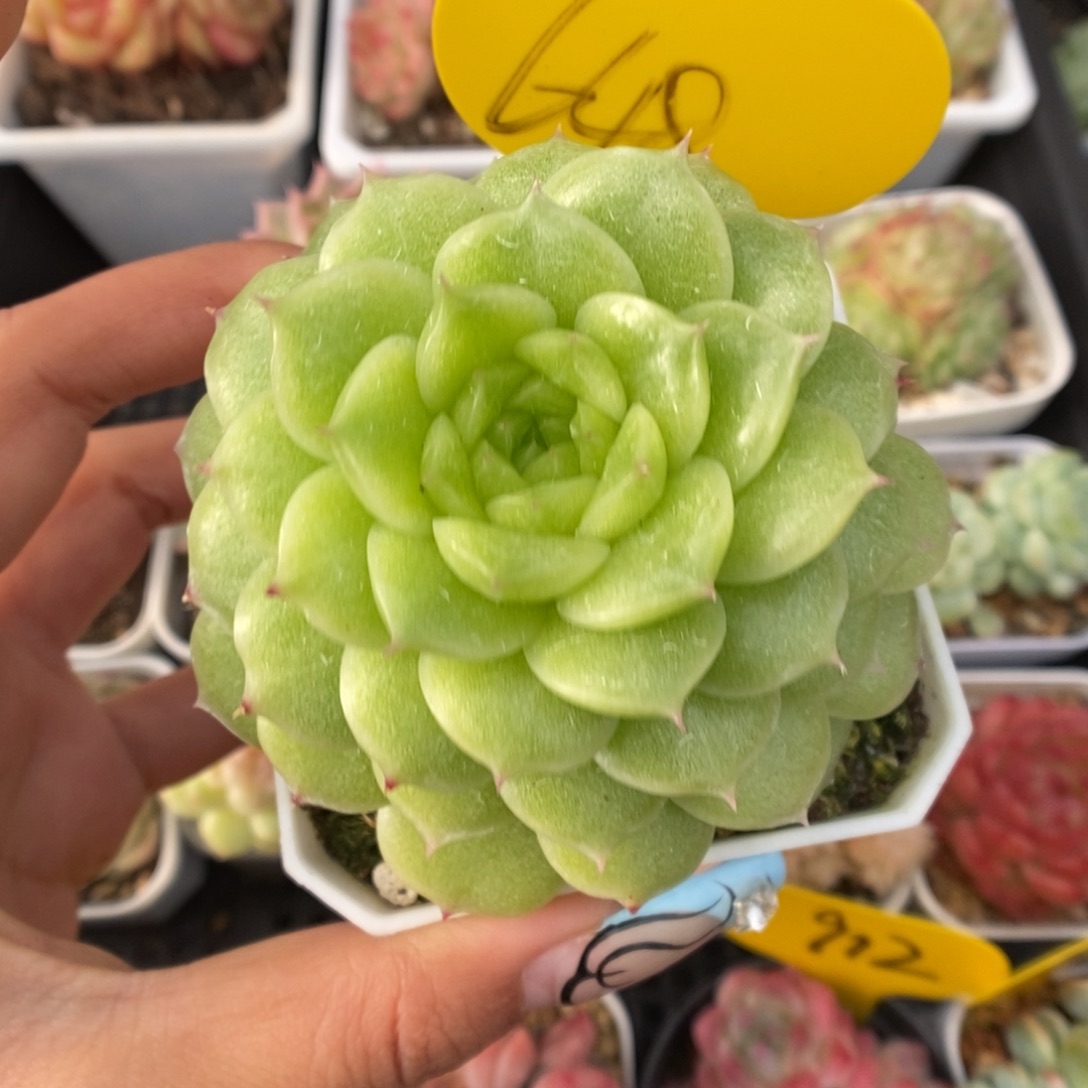 晶体麦秆群生648号