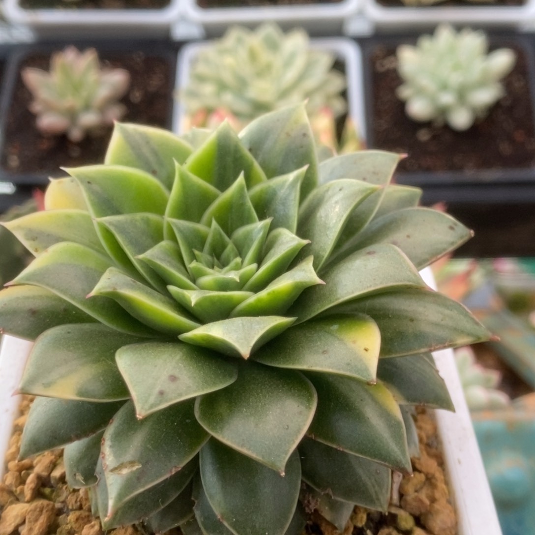 171皮皮虾锦锦锦锦锦锦锦