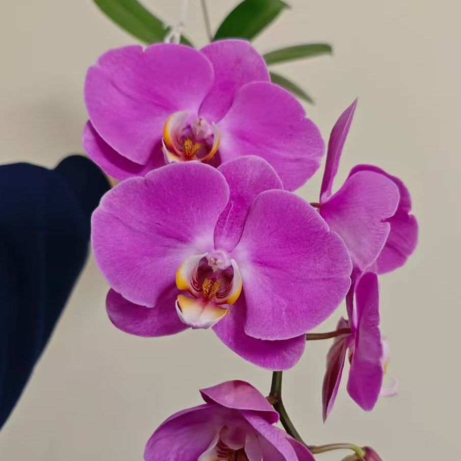 粉紫色蝴蝶兰室内精品观赏真花发货